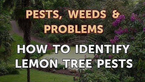 How to Identify Lemon Tree Pests