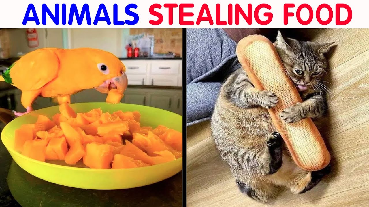 People Are Sharing The Hilarious Moments In Which They Caught Their Pets Stealing Food (New Pics)