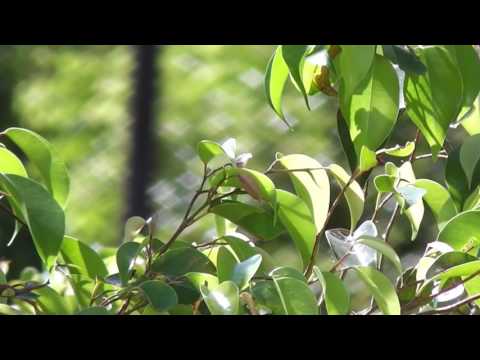Leaves Blown By Wind