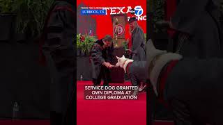 Service Dog Granted Own Diploma at College Graduation