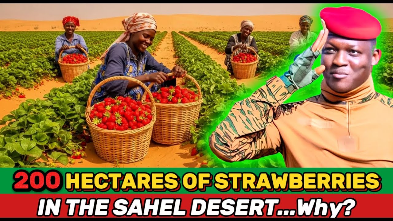 Почему Ибрагим Траоре сажает 200 гектаров клубники в пустыне Сахель?