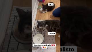 #cat #gatos Estan empesando a conoserse