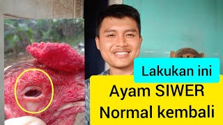 Lakukan ini MATA AYAM SIWER BISA NORMAL KEMBALI