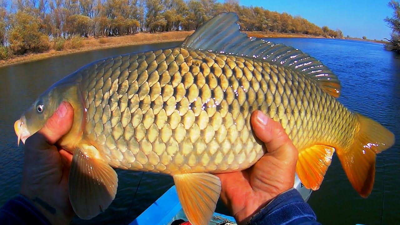 САЗАН УТАЩИЛ СПИННИНГ ИЗ ЛОДКИ ! Рыба - жуть ) Рыбалка на Ахтубе - YouTube