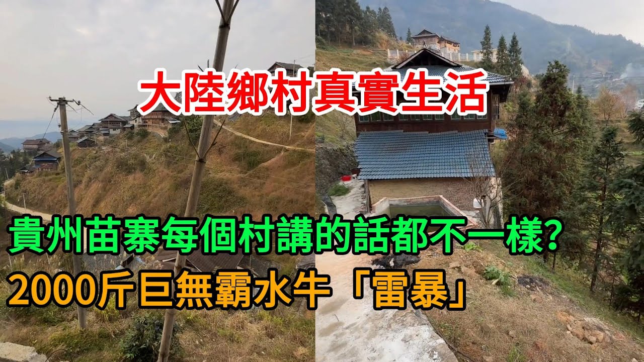 太扯了！貴州苗寨每個村講的話都不一樣？遇見2000斤巨無霸水牛「雷暴」！