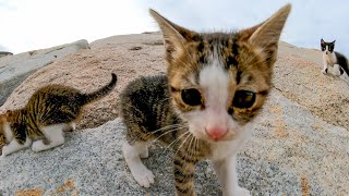 岩の隙間から次々と出てくる子猫が可愛過ぎる