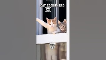 Cat cooked bro 💀...!          #troll #troll face #troll edits #cats #animals