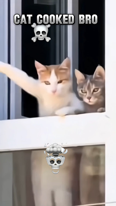 Cat cooked bro 💀...!          #troll #troll face #troll edits #cats #animals