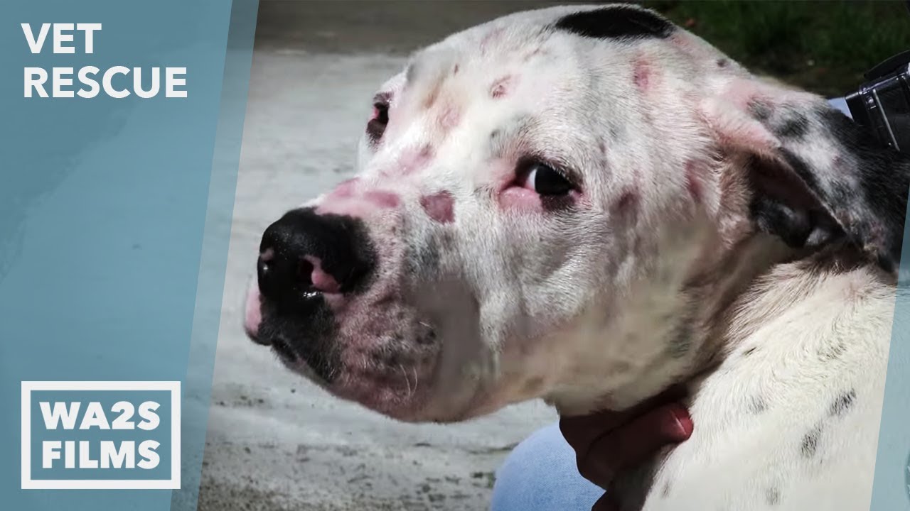 Caught On Camera Vet Helps Chained Emaciated Rescue Dog on VET Rescue ...