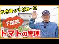【トマト栽培】わき芽ってどれ！？管理作業のポイントを解説！【シェア畑】【農園ライフ】