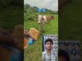 😭#babycow🙏 #shortfseed🫂 #calf #shortvideo #cow #ytshorts #cowvideos #shorts #cowvideos 🫂