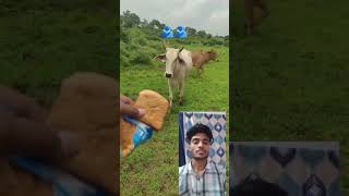 😭#babycow🙏 #shortfseed🫂 #calf #shortvideo #cow #ytshorts #cowvideos #shorts #cowvideos 🫂