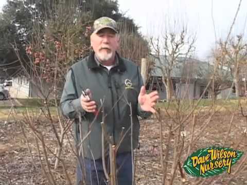 Extreme Fruit Tree Pruning 2017 Dave Wilson Nursery Extreme Fruit Tree Pruning 2017 Dave