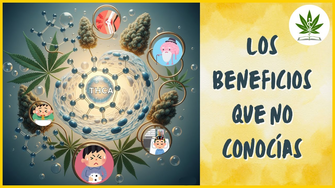 THCA: El Cannabinoide SECRETO del Cannabis que NO te Droga (¡Beneficios Increíbles!)