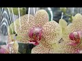 Орхидеи с названиями в магазине Ашан г. Омск. Горшки и кашпо для орхидей.