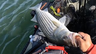 Snap jigging bucktails for striped bass !