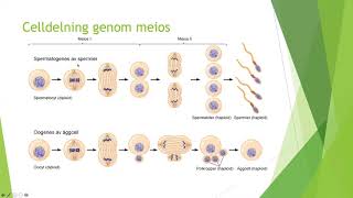 Celldelning mitos och meios - Biologi 1 (100 p)