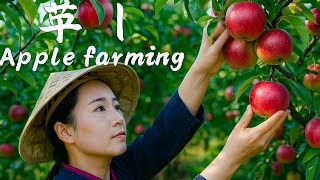 Apple Farming With Modern Technology See How Apples Are Grown