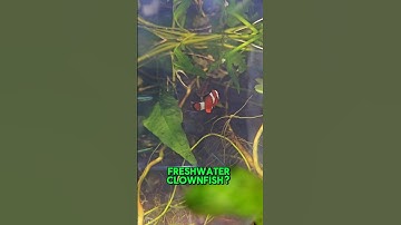 Freshwater clownfish? #aquariumhobby #nemo #clownfish #fishkeepinghobby #tropicalfish