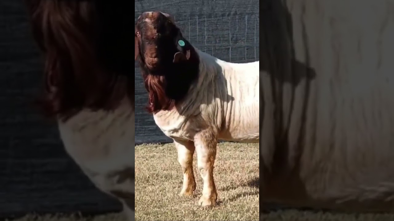 Typical South African Full Blood Boer Goat Stud / Male WhatsApp ‪+27 78 484 5737‬