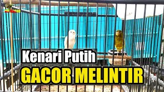 Kenari putih isian paling keren\