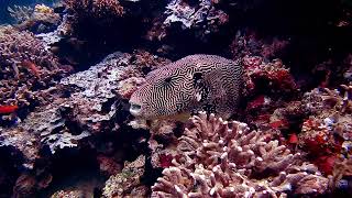 fish 🐟 🐠 moving away