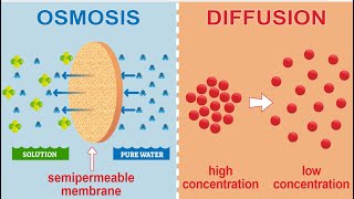 Diffusion, Osmosis & Active Transport | WAEC, NECO & JAMB Biology Tutorial with Easy Diagrams
