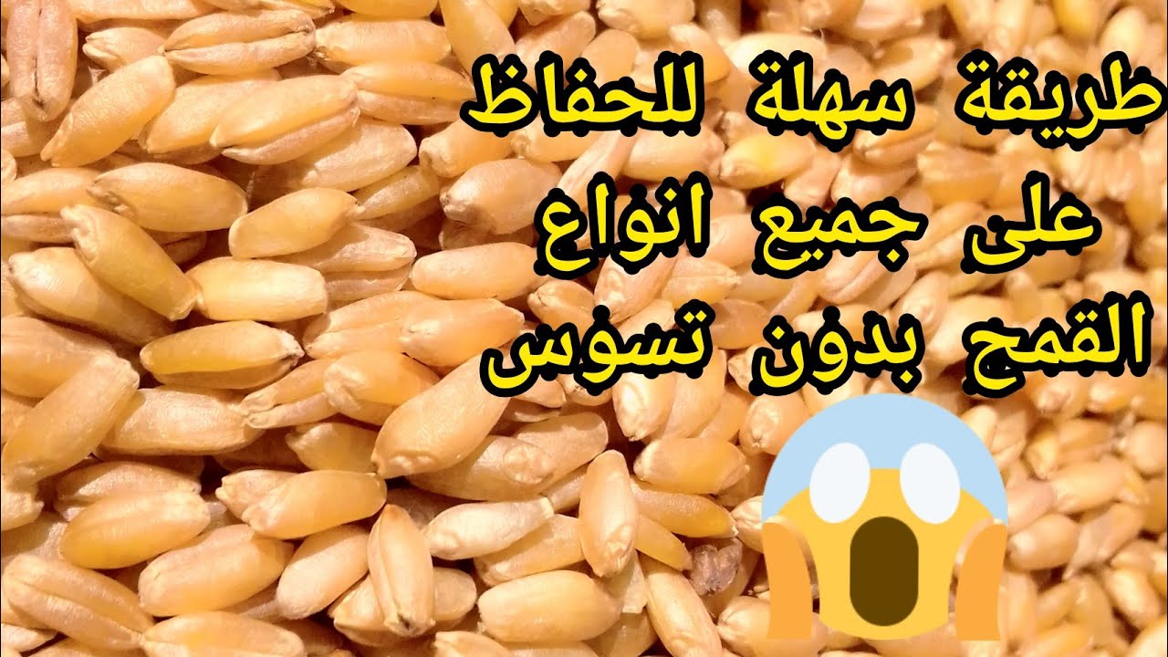 ,كيف تحافظ على القمح لمدة طويلة بطريقة بسيطة و بدون مبيدات2021