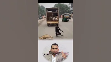 بابتسامة رحيمة شاب يفتح القفص لتندفع الكلاب نحو الحياة والحرية اكسبلور لايك ترند تحفيز Funny 