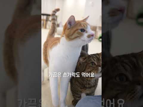 적어도 삼킬 수 있는 걸 먹어라 토토야...  / 야옹섬 오메가 3 영양제
