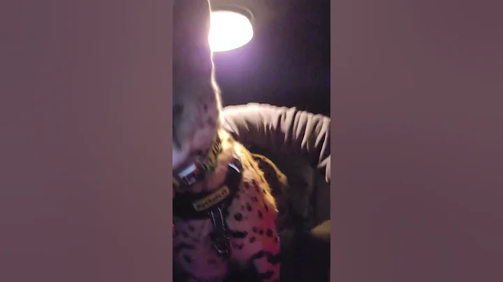 Video 11829711: servals servalcats, cats dogs