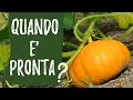 Raccogliere la ZUCCA: capire quando è pronta