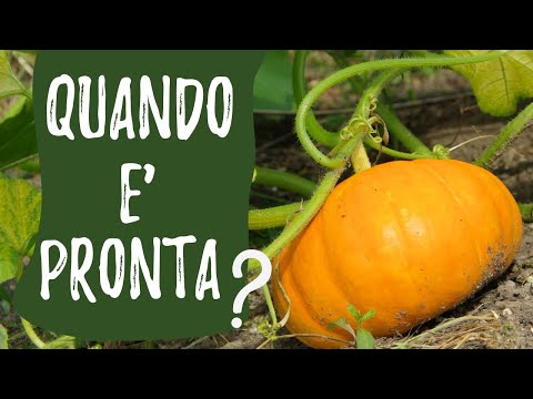 Video: Quando sono di stagione le zucche?