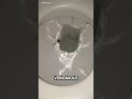 The Danger of Australian Toilets SHOCKED Everyone