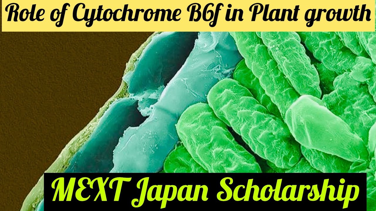 Science News for Students and MEXT Fully Funded Scholarship YouTube