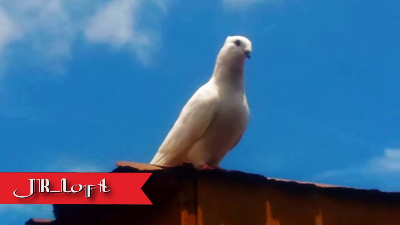 Burung Merpati Hias Jambul Kupu Kupu Youtube