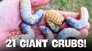 I Dug Up 21 Giant Hercules Beetle Grubs… and Couldn’t Believe What I Found
