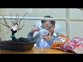 梅の盆栽の空き地に何かあって心拍上昇 / Bonsai of Touji-Ume, A few years later.