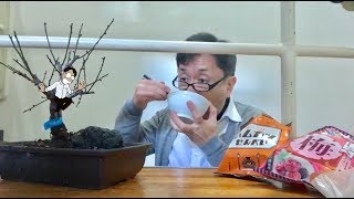 梅の盆栽の空き地に何かあって心拍上昇 /  Bonsai of Touji-Ume, A few years later.