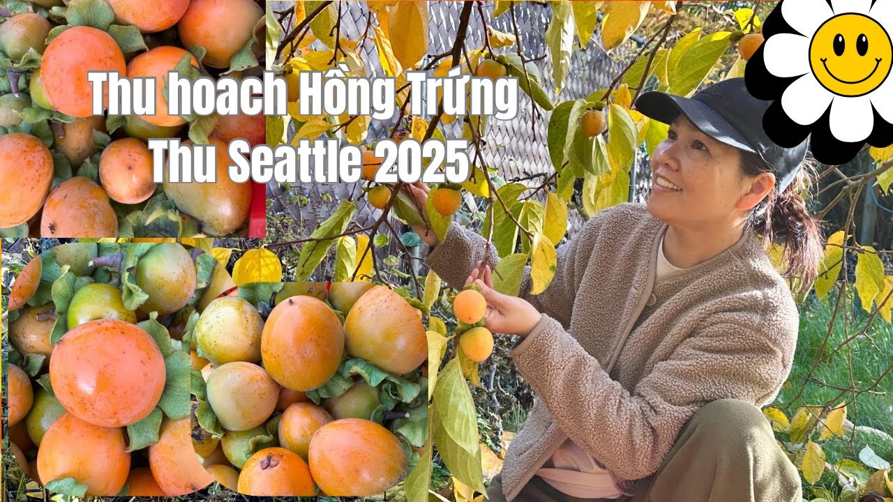 Thu hoạch Hồng Trứng sau vườn nhà.Mùa thu Seattle 2025.