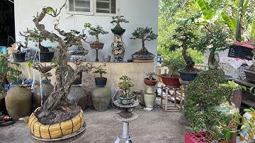 15/12 ngoc ẩn 0917231734 Gl mct linh sam trái khế chào bán