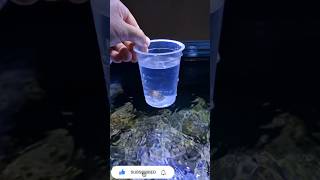 Ele VAI SE JUNTAR AO SEU CARDUME #shorts #viralvideo #short #aquarium #viral #fish #new #newfish