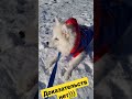 Доказательств нет)) #шпиц #японскийшпиц #собака #dog