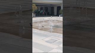 #pigeon #masti #enjoy #water#fountain #song #enjoy#time#nature#lover#birds##shop#