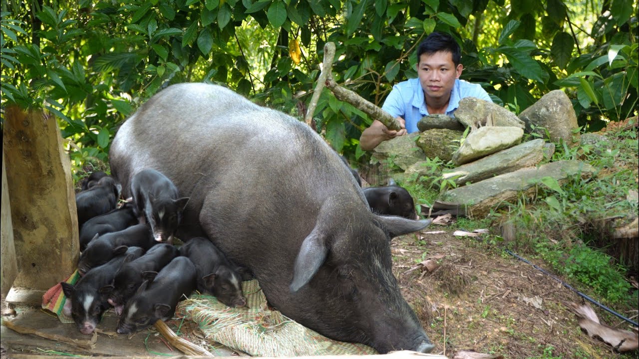 Skill Process 40 Working Days - A herd of piglets is born - Luu Linh Family