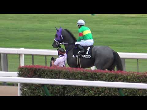 2021 青竜ステークス 本馬場入場 現地映像 ゲンパチフォルツァ