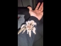 Precious, the sweetest tarantula in The world