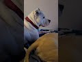 MORNIN DOG LIFE🌄HIT THE LIKE PLEASE &amp; TY #dogvideos #funny