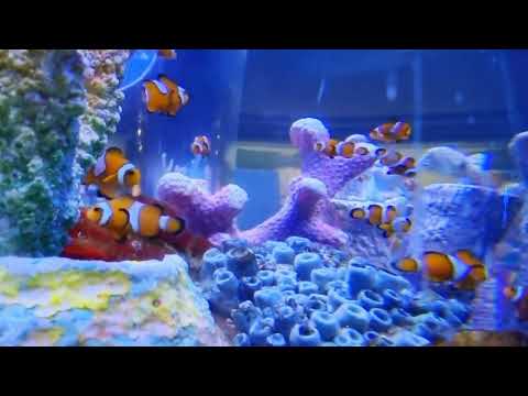 Nemo reminds me