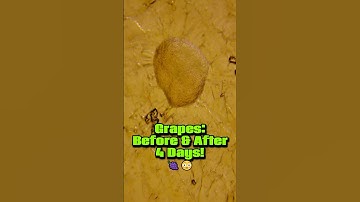 Grapes Under a Microscope: Before and After 4 Days - Shocking Results! #Microscope #Mold #Science